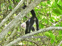 white faced monkey thumbnail graphic